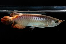 画像6: 【特価魚】スーパーレッド（下取り魚）NO.111 (6)