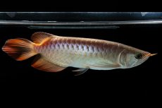 画像4: 【特価魚】スーパーレッド（下取り魚）NO.111 (4)
