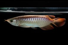 画像1: 【特価魚】スーパーレッド（下取り魚）NO.111 (1)