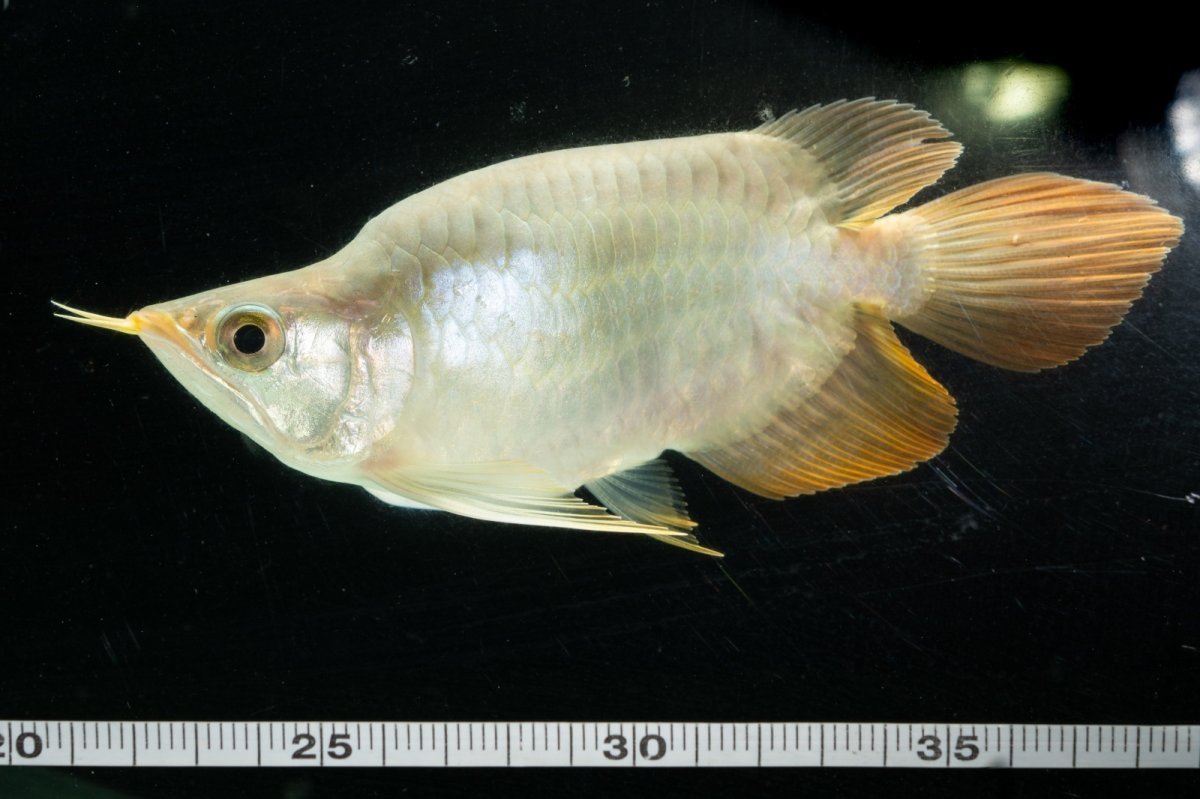 画像6: スーパーレッド ショート個体 NO.4 (6)