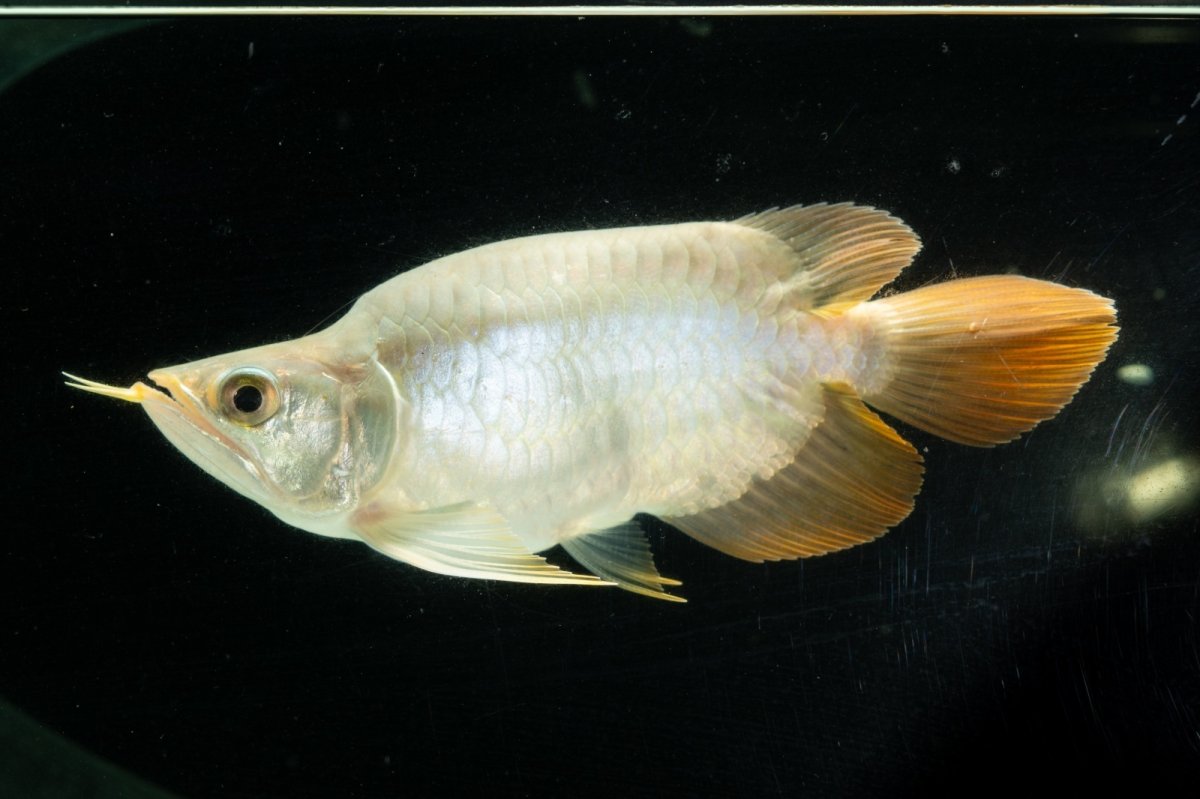 画像5: スーパーレッド ショート個体 NO.4 (5)