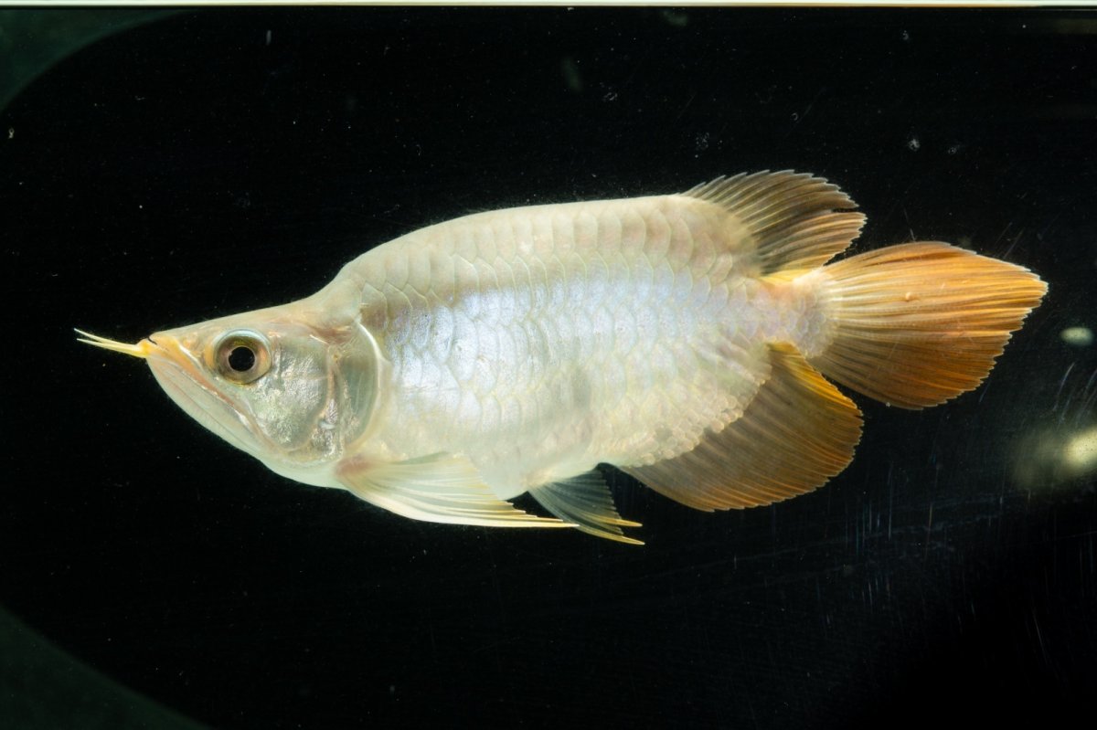 画像3: スーパーレッド ショート個体 NO.4 (3)