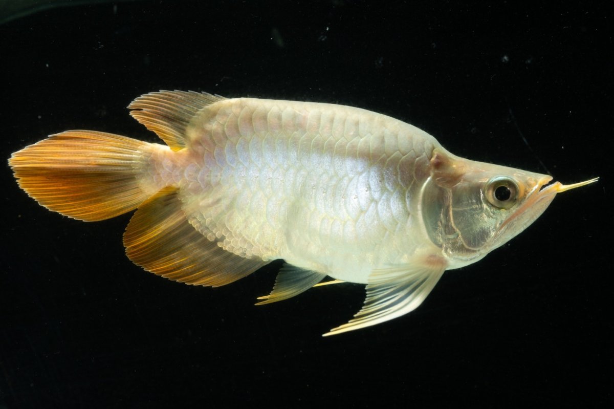 画像4: スーパーレッド ショート個体 NO.4 (4)