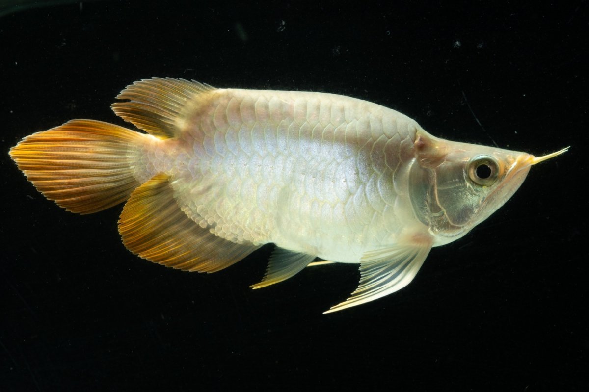 画像2: スーパーレッド ショート個体 NO.4 (2)