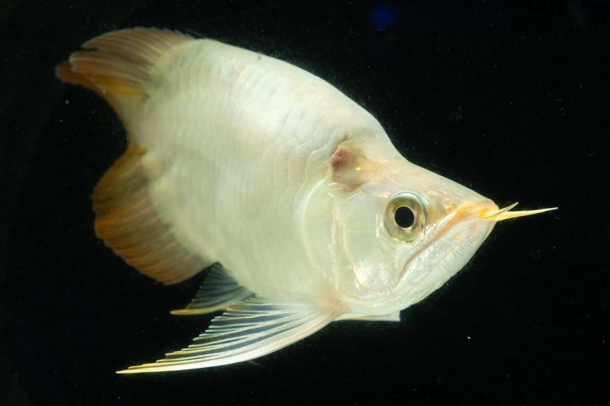 画像7: スーパーレッド ショート個体 NO.4 (7)