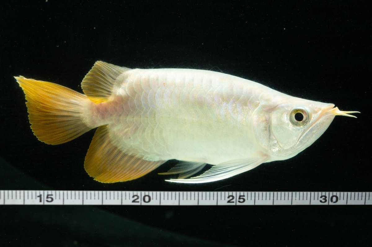 画像14: スーパーレッド ショート個体 NO.7 (14)