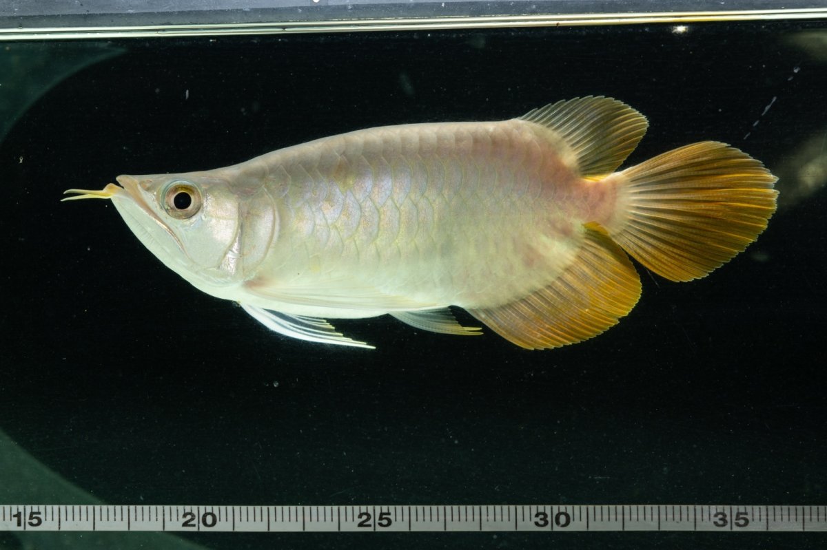 画像13: スーパーレッド ショート個体 NO.7 (13)