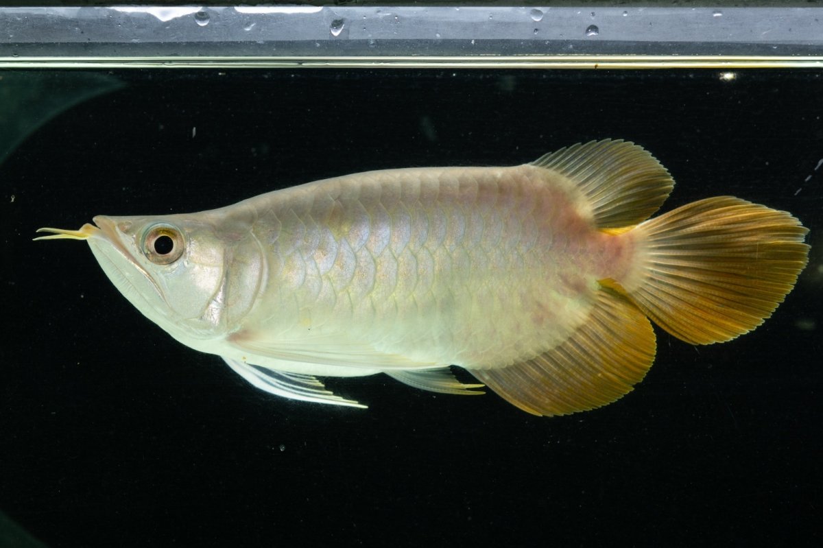 画像7: スーパーレッド ショート個体 NO.7 (7)