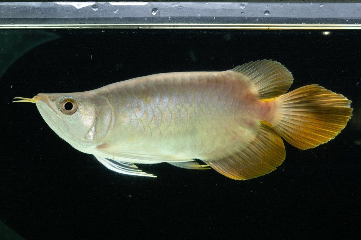 画像5: スーパーレッド ショート個体 NO.7 (5)