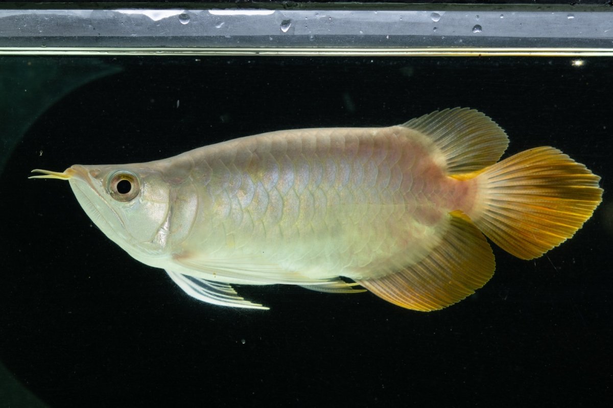 画像3: スーパーレッド ショート個体 NO.7 (3)