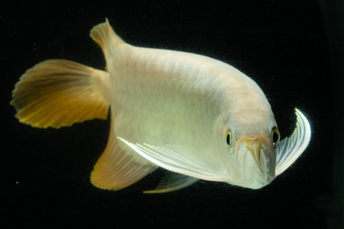 画像12: スーパーレッド ショート個体 NO.7 (12)