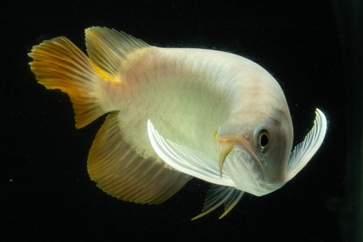 画像11: スーパーレッド ショート個体 NO.7 (11)