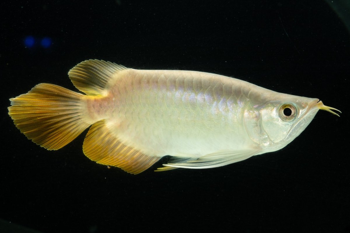 画像10: スーパーレッド ショート個体 NO.7 (10)