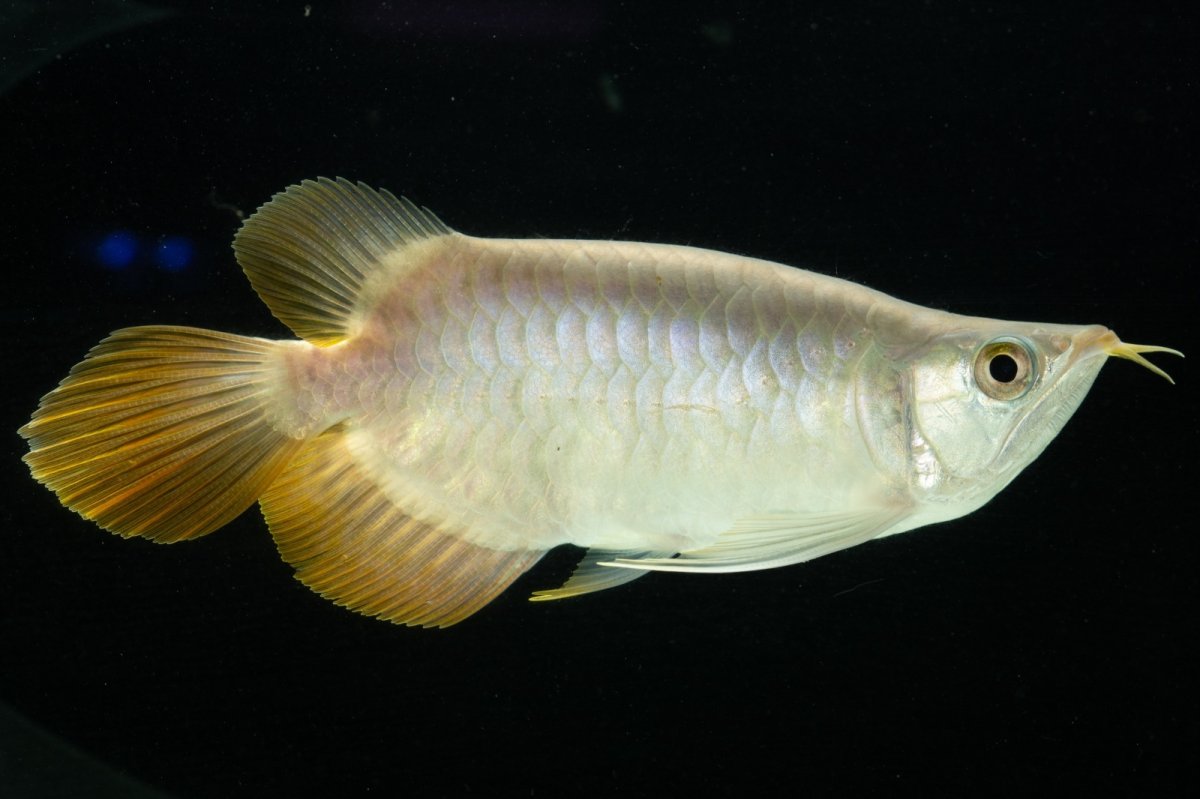 画像9: スーパーレッド ショート個体 NO.7 (9)