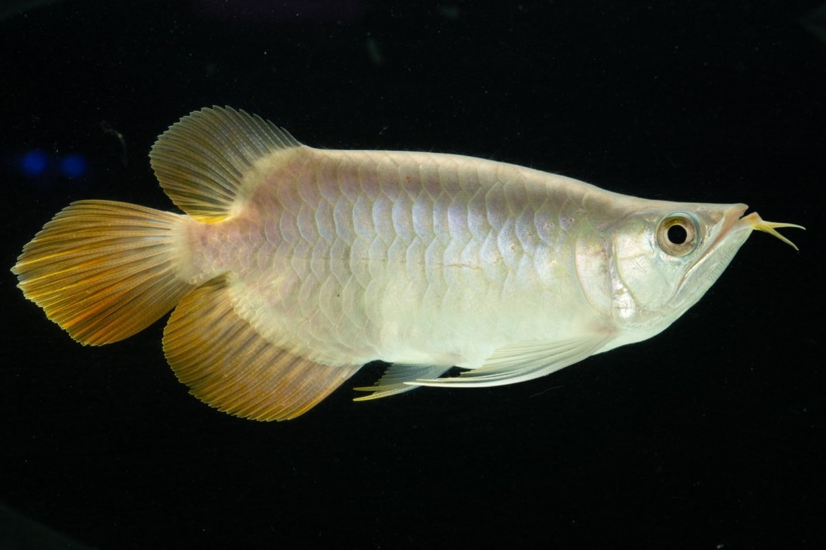 画像8: スーパーレッド ショート個体 NO.7 (8)