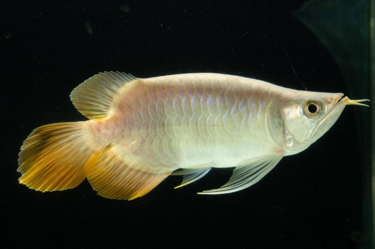 画像4: スーパーレッド ショート個体 NO.7 (4)