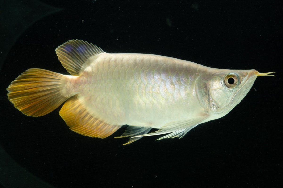 画像2: スーパーレッド ショート個体 NO.7 (2)