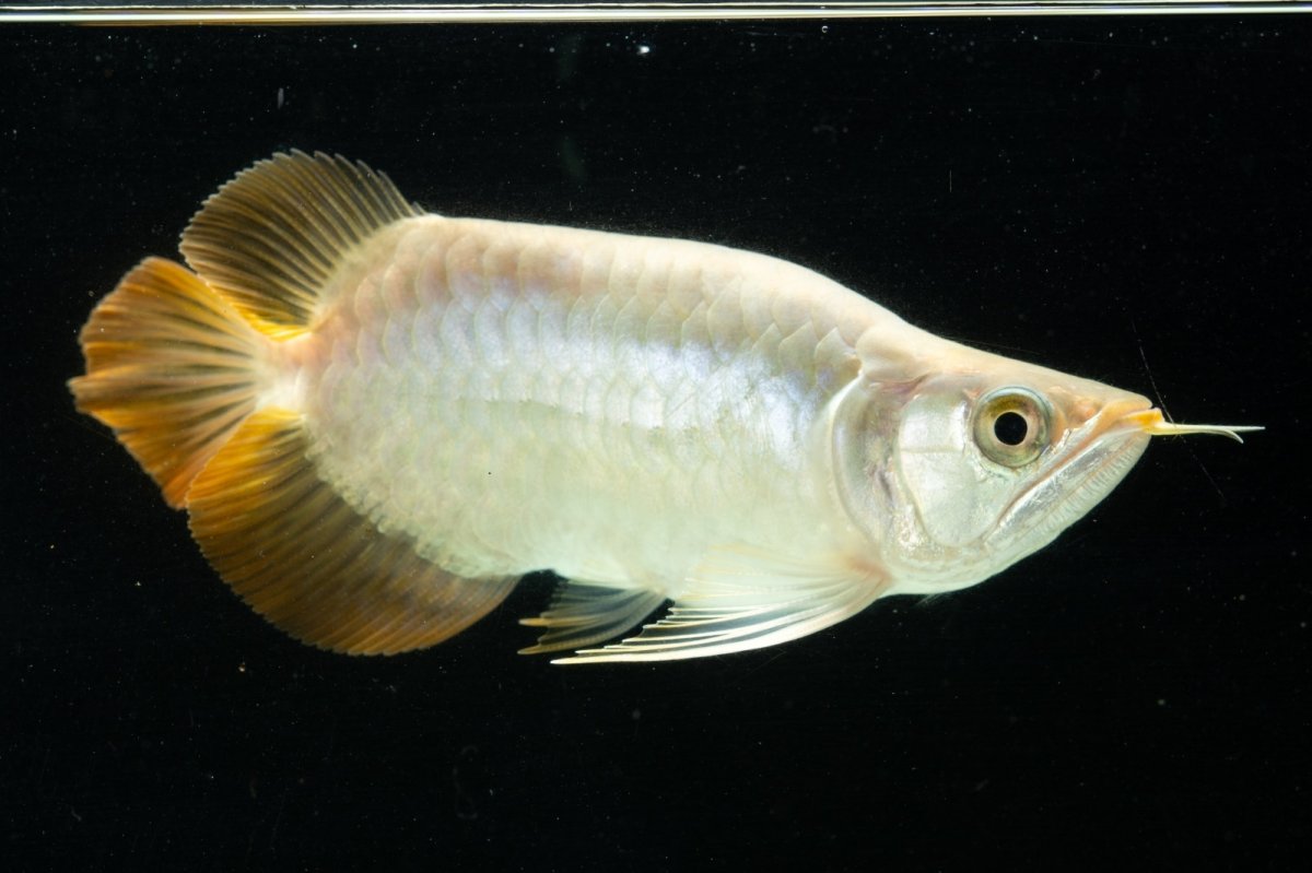 画像4: スーパーレッド ショート個体 NO.8 (4)