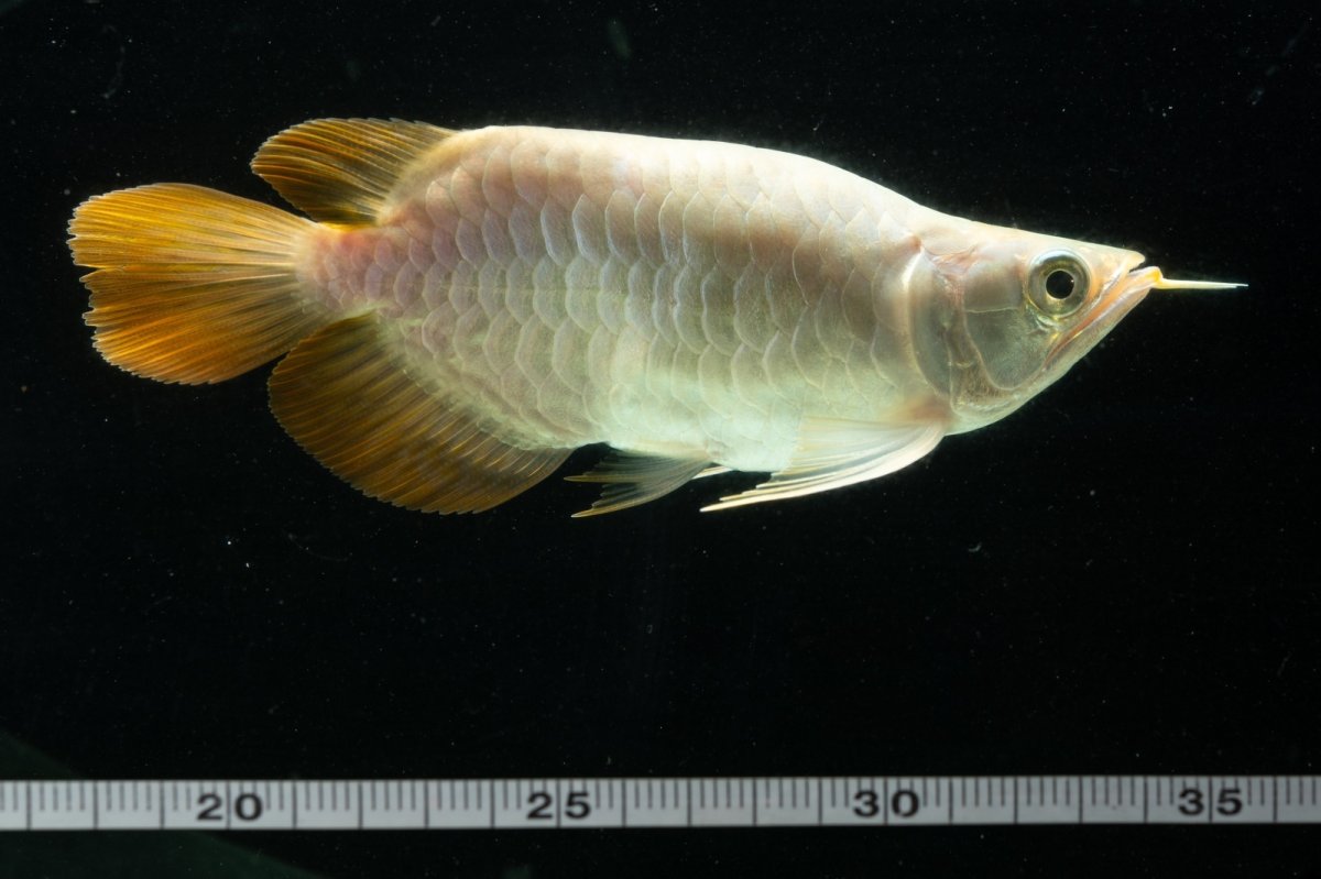 画像11: スーパーレッド ショート個体 NO.8 (11)