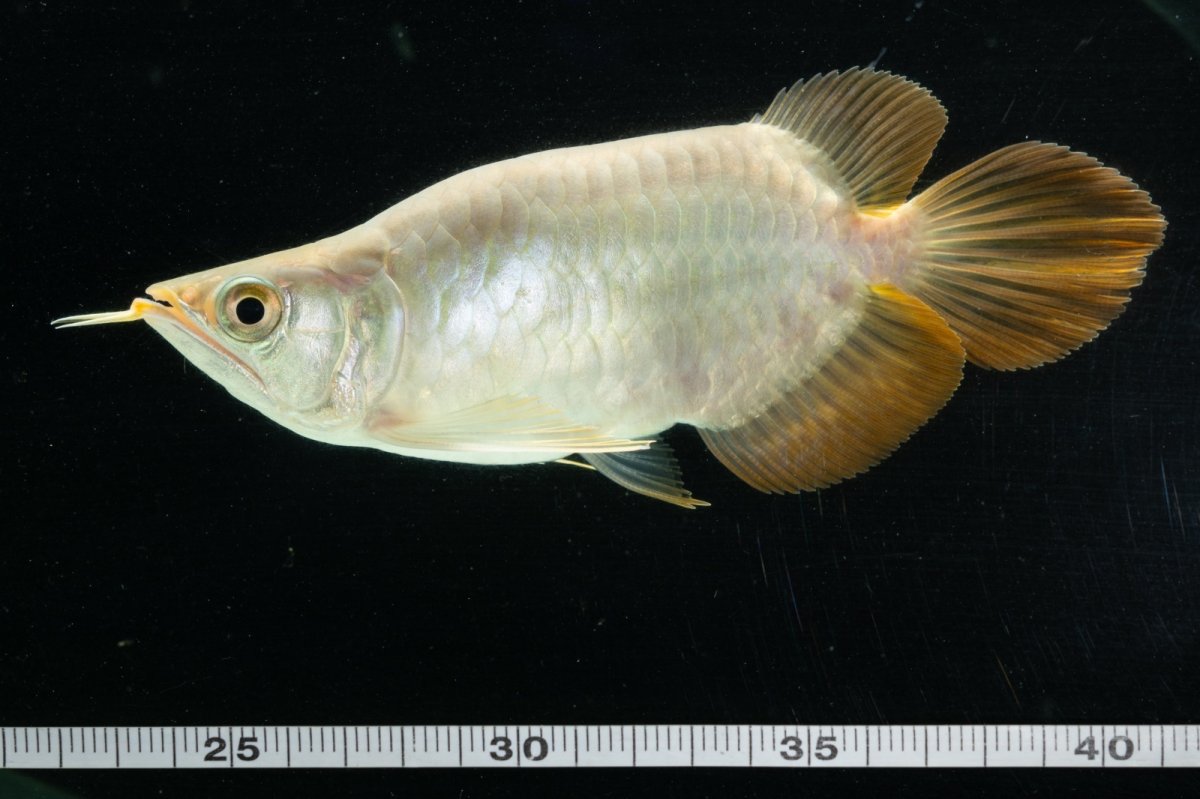 画像10: スーパーレッド ショート個体 NO.8 (10)