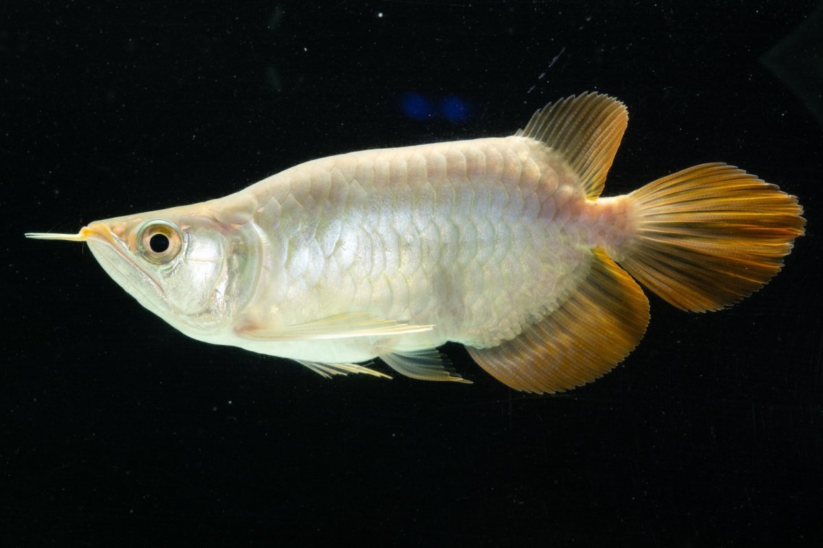 画像7: スーパーレッド ショート個体 NO.8 (7)