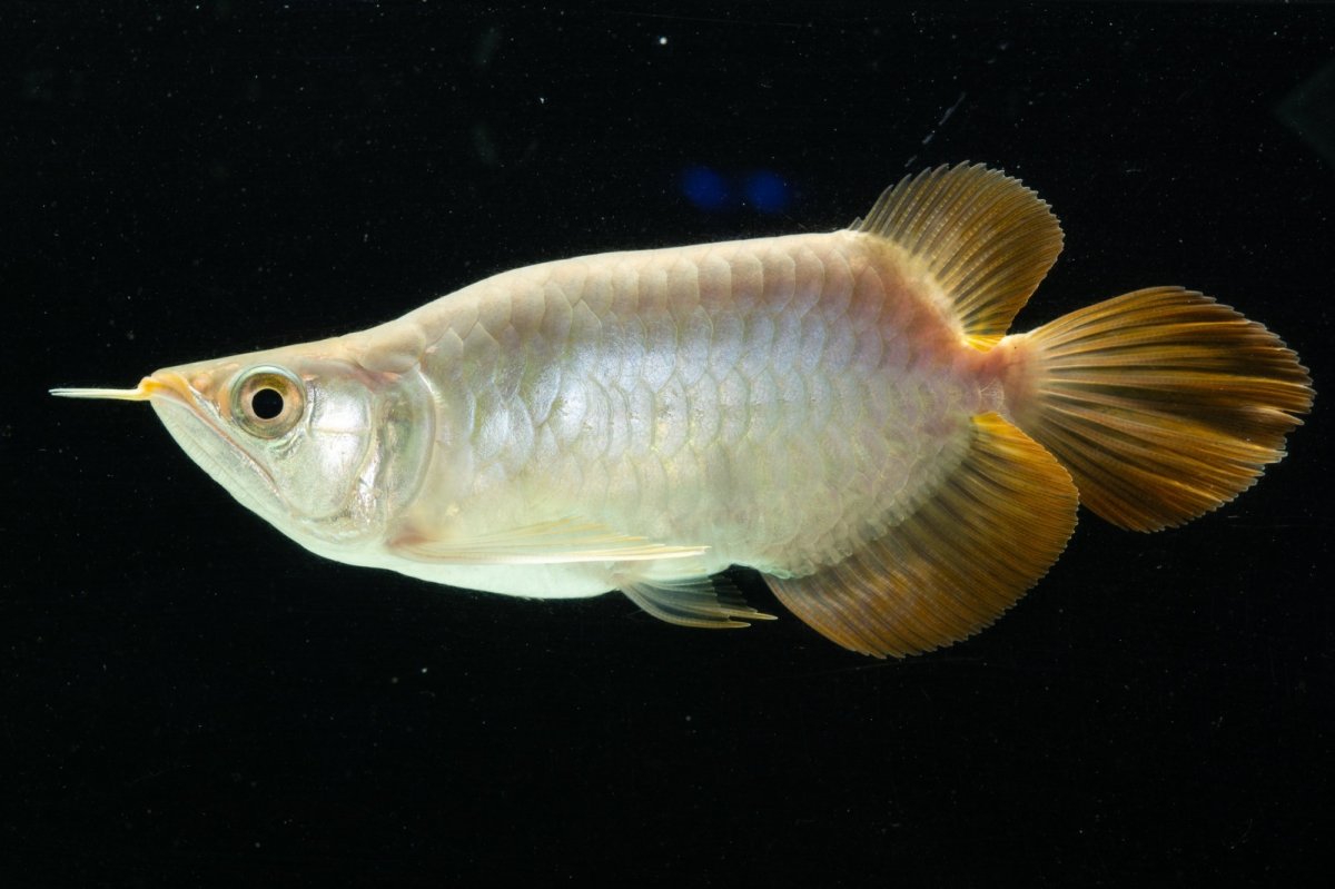 画像5: スーパーレッド ショート個体 NO.8 (5)