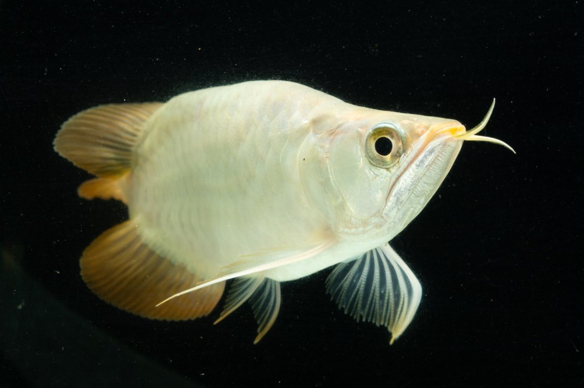 画像8: スーパーレッド ショート個体 NO.8 (8)