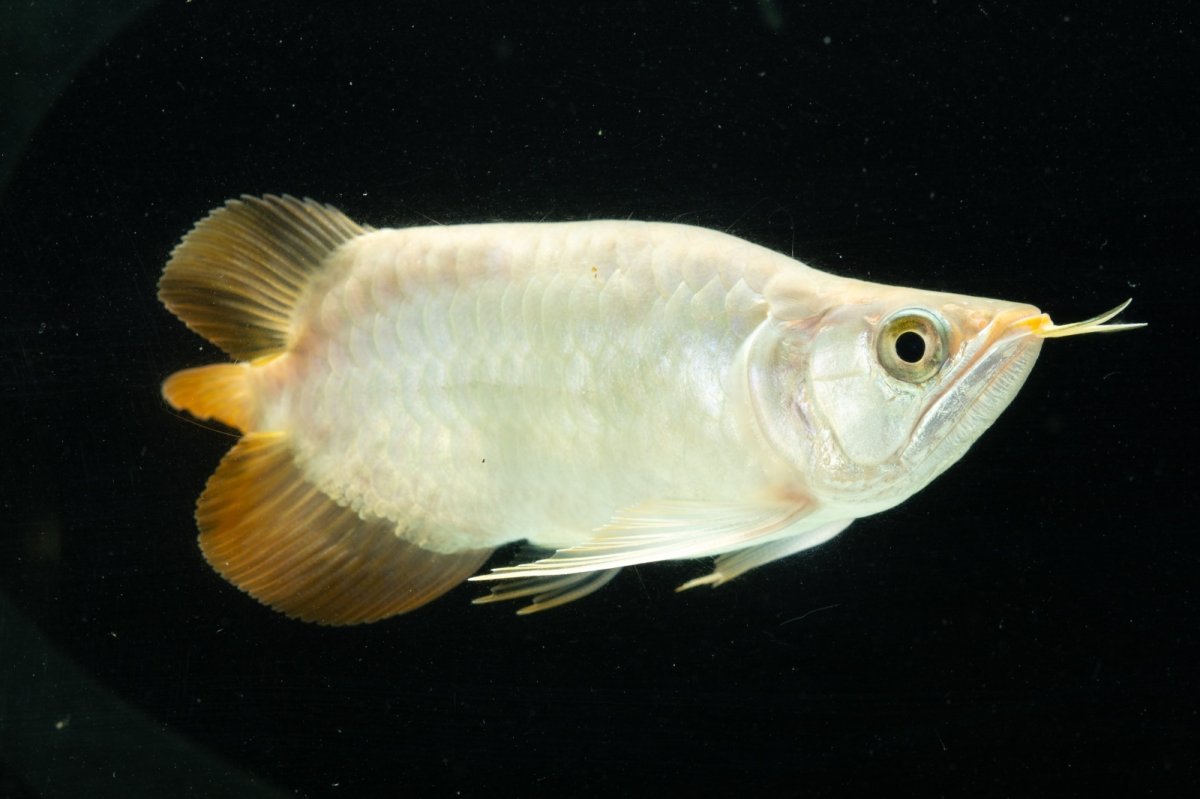 画像2: スーパーレッド ショート個体 NO.8 (2)