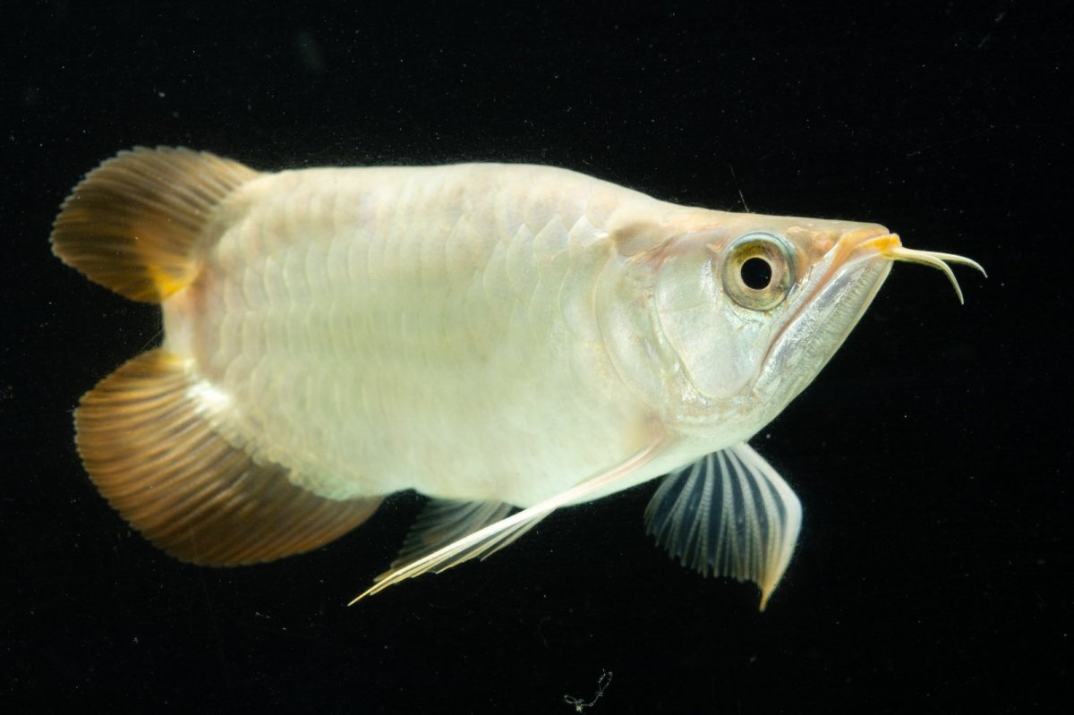 画像6: スーパーレッド ショート個体 NO.8 (6)