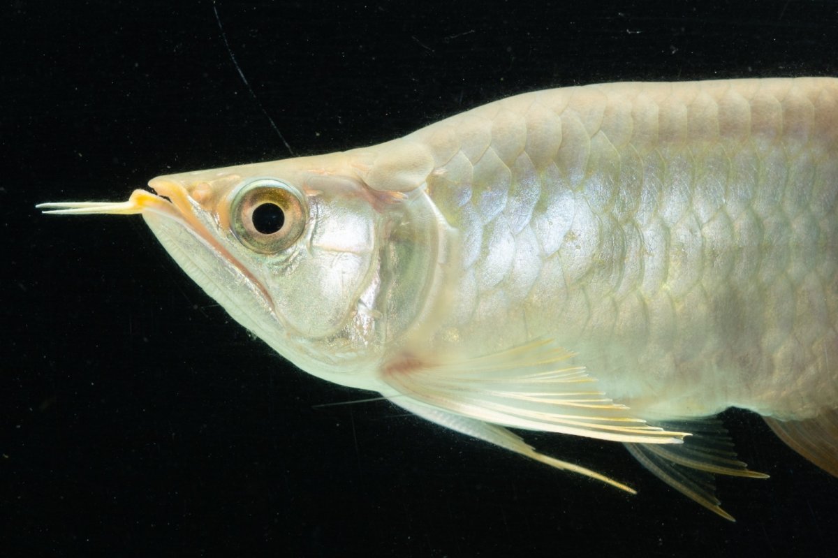 画像9: スーパーレッド ショート個体 NO.8 (9)