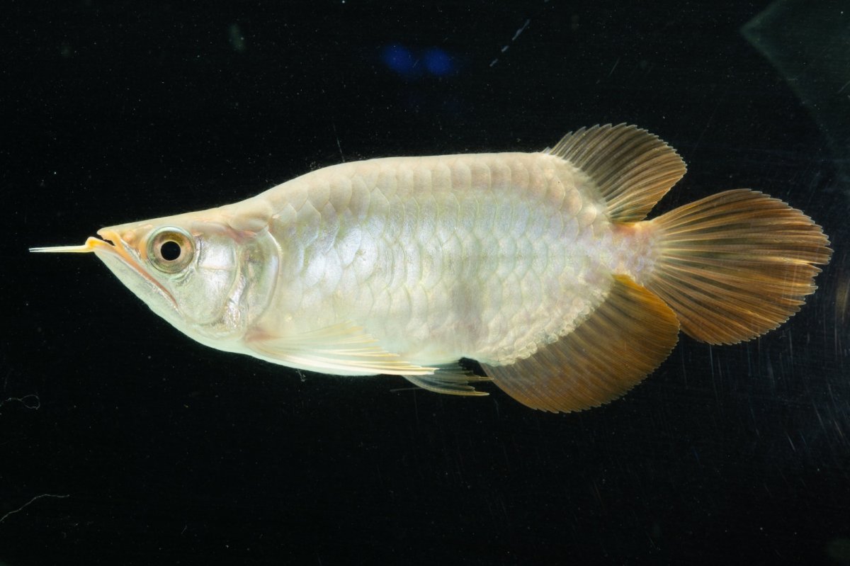 画像3: スーパーレッド ショート個体 NO.8 (3)