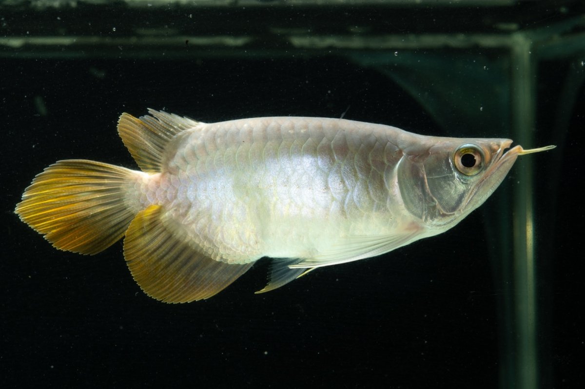 画像6: スーパーレッド ショート個体 NO.6 (6)