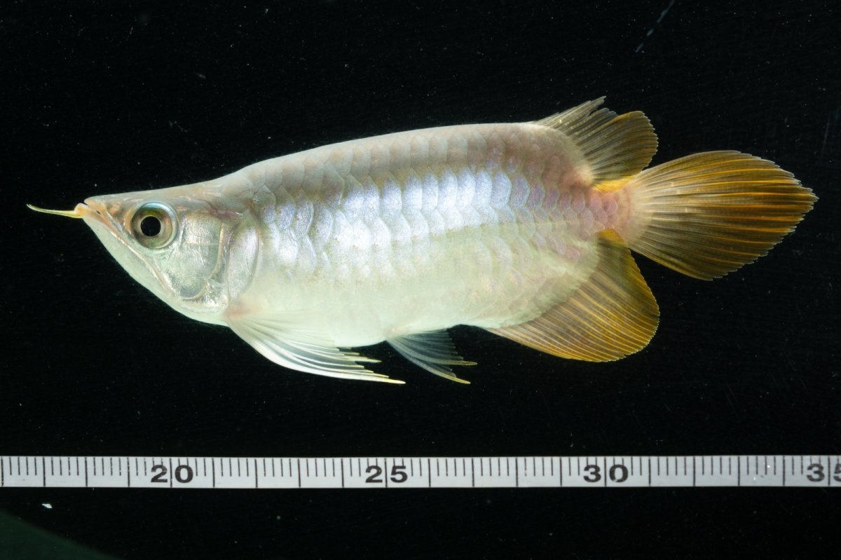 画像11: スーパーレッド ショート個体 NO.6 (11)