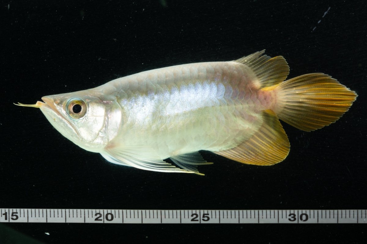 画像10: スーパーレッド ショート個体 NO.6 (10)