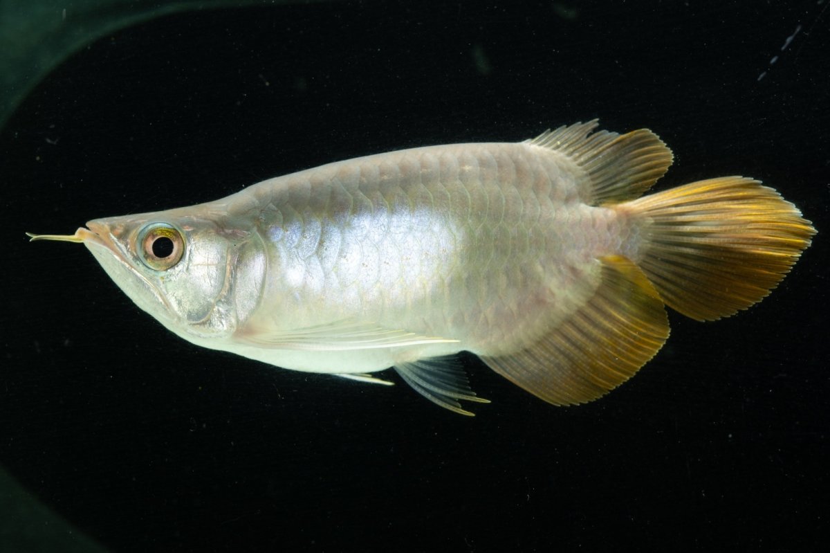 画像9: スーパーレッド ショート個体 NO.6 (9)