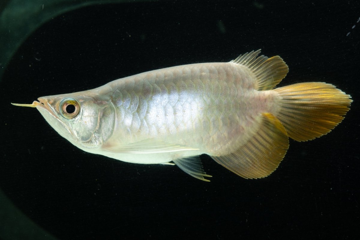 画像7: スーパーレッド ショート個体 NO.6 (7)