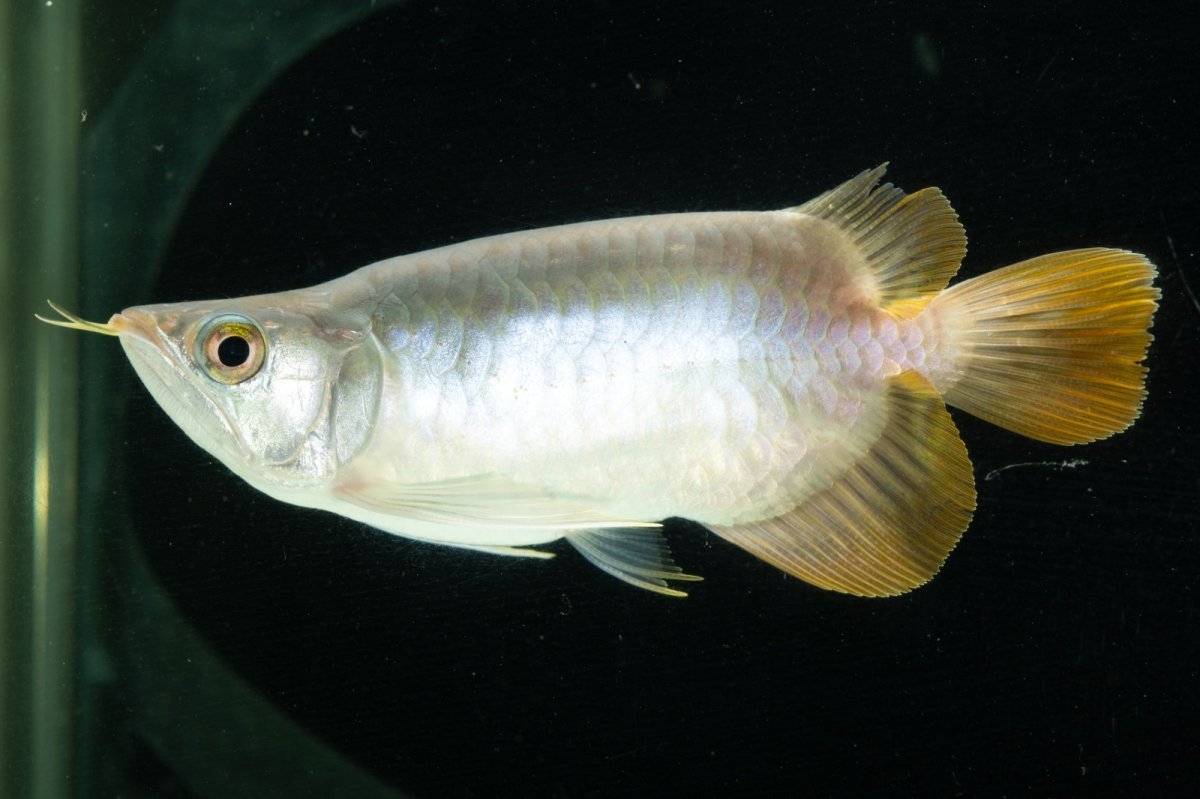 画像5: スーパーレッド ショート個体 NO.6 (5)