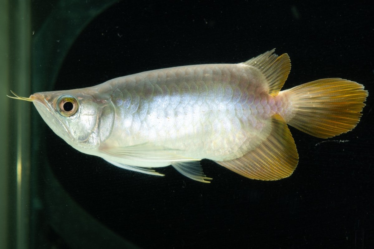 画像3: スーパーレッド ショート個体 NO.6 (3)