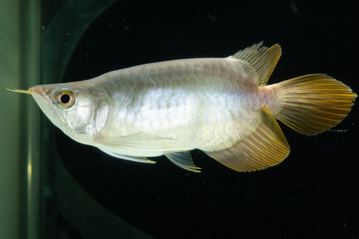 画像8: スーパーレッド ショート個体 NO.6 (8)