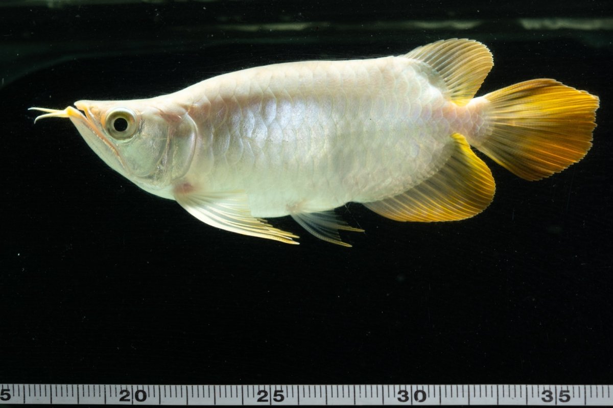 画像11: スーパーレッド ショート個体 NO.9 (11)