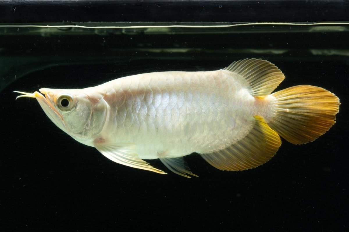 画像9: スーパーレッド ショート個体 NO.9 (9)