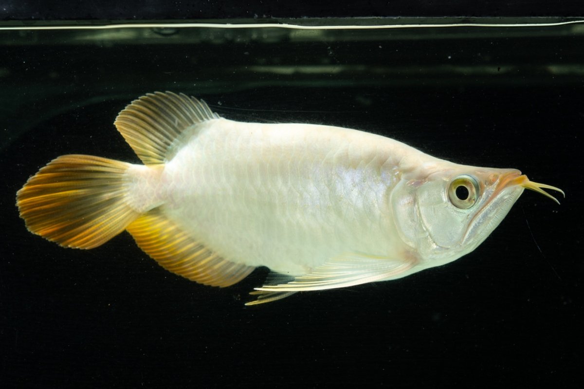 画像8: スーパーレッド ショート個体 NO.9 (8)