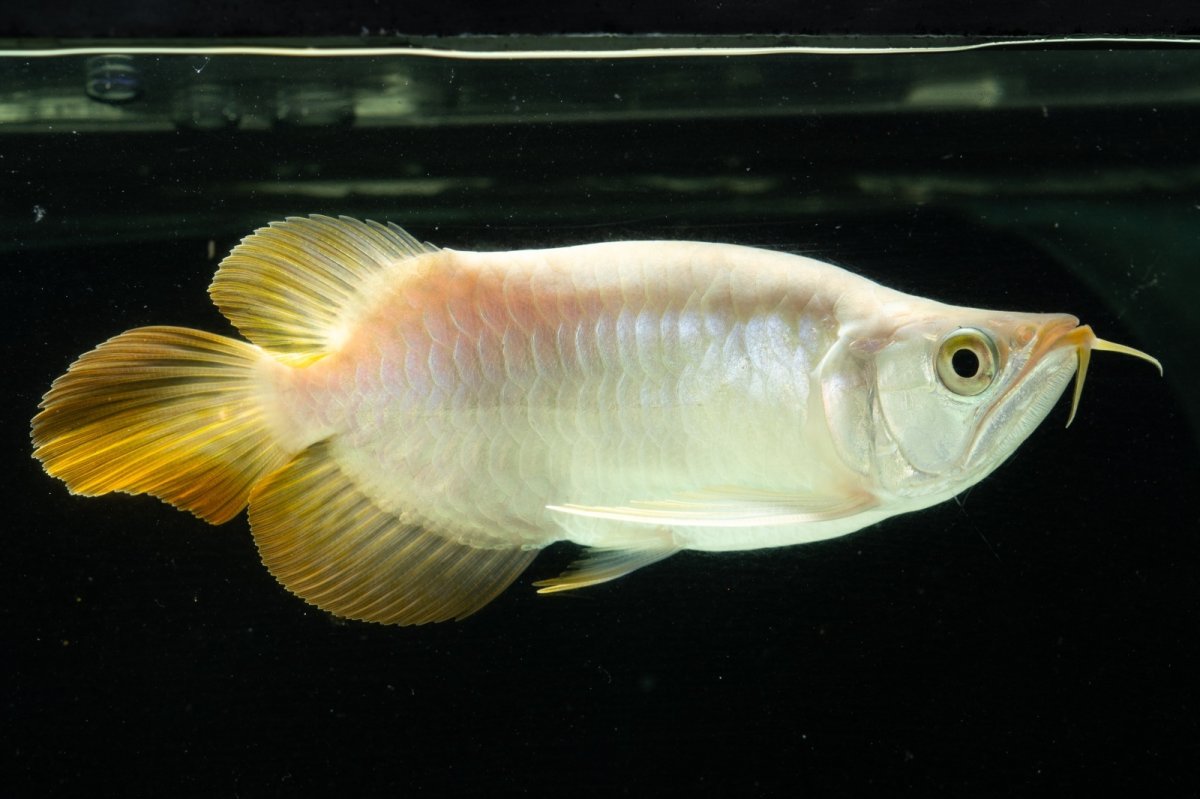 画像6: スーパーレッド ショート個体 NO.9 (6)