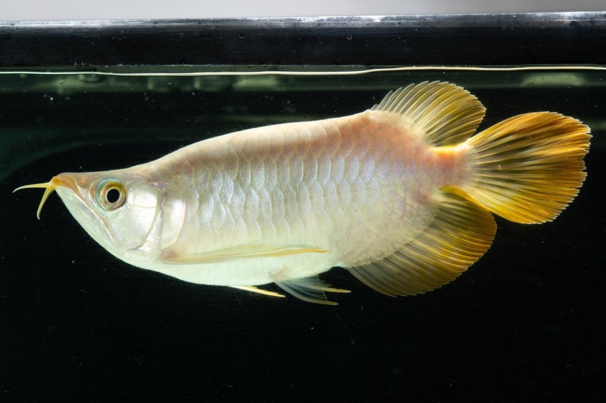 画像7: スーパーレッド ショート個体 NO.9 (7)