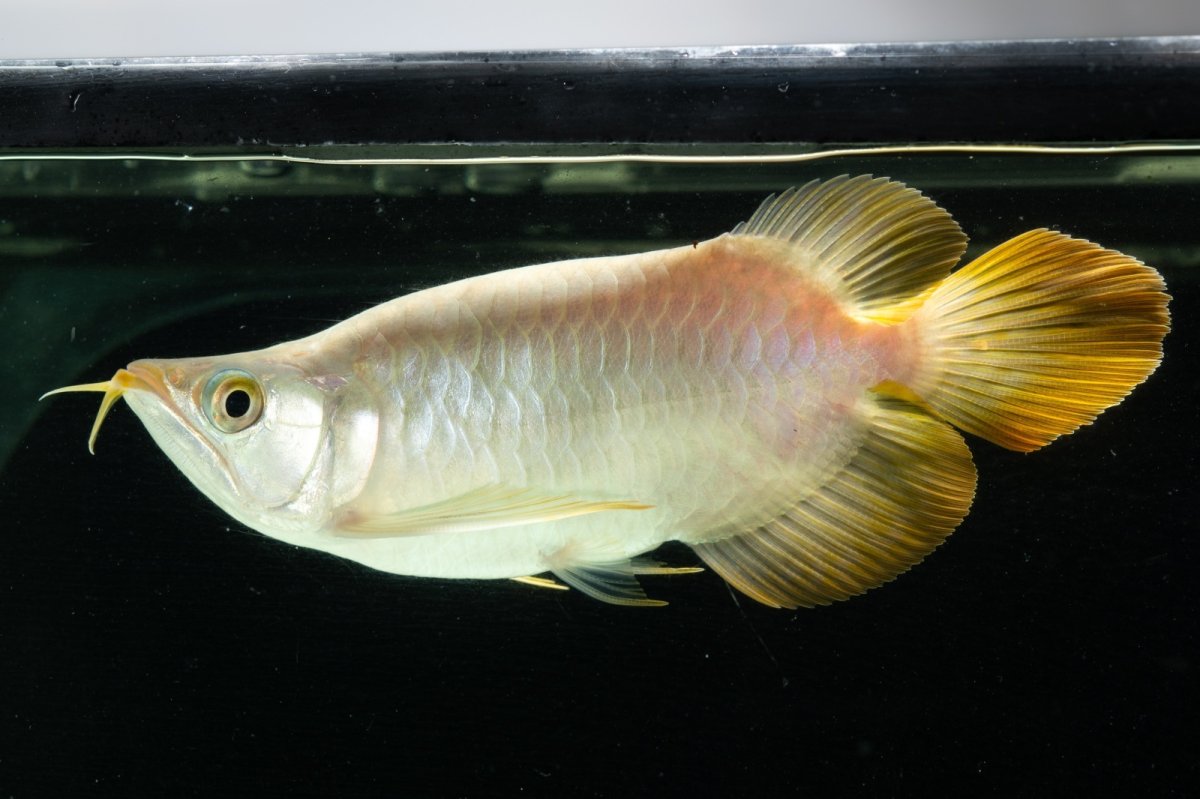 画像5: スーパーレッド ショート個体 NO.9 (5)