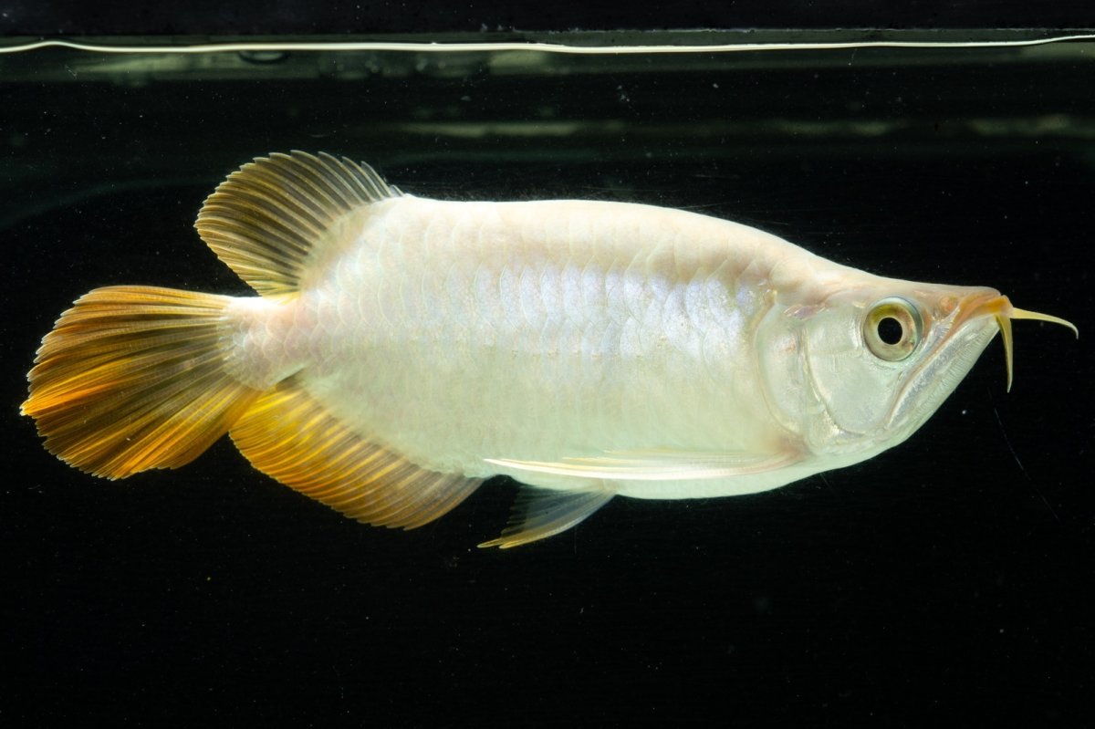 画像2: スーパーレッド ショート個体 NO.9 (2)