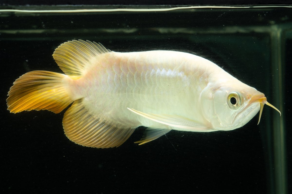 画像4: スーパーレッド ショート個体 NO.9 (4)