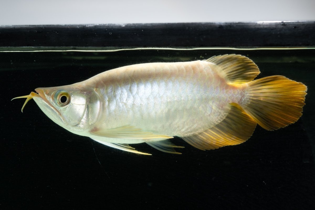 画像3: スーパーレッド ショート個体 NO.9 (3)