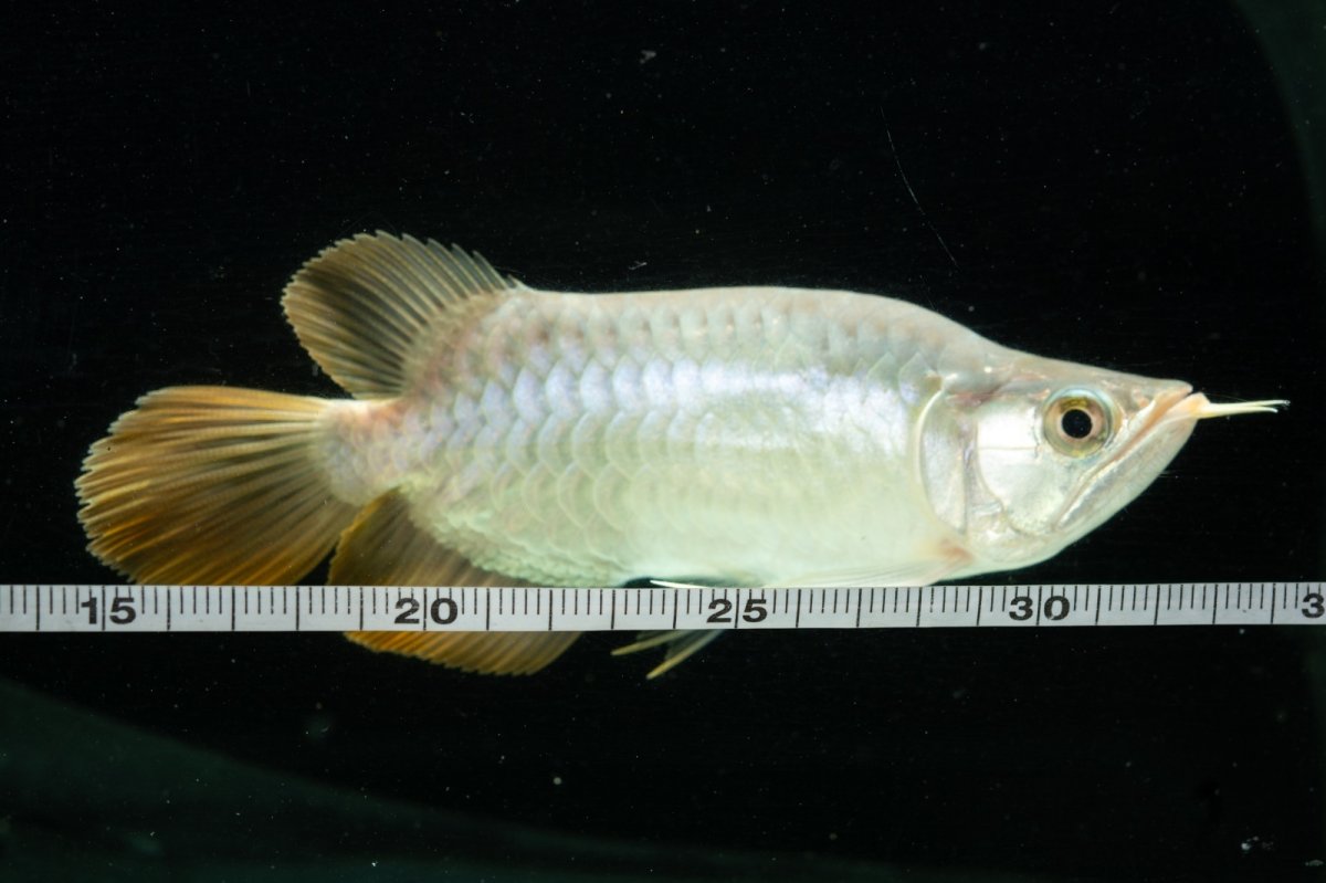 画像14: スーパーレッド ショート個体 NO.10 (14)