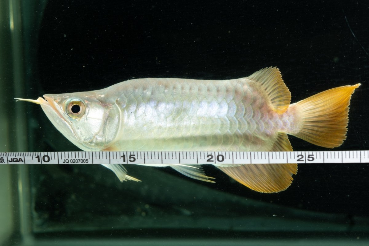 画像13: スーパーレッド ショート個体 NO.10 (13)